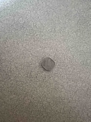 Penny