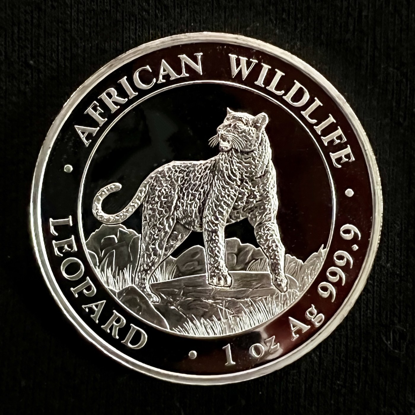 Somalia Silver Leopard